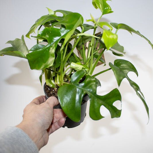 Monstera Minima 12cm H28cm