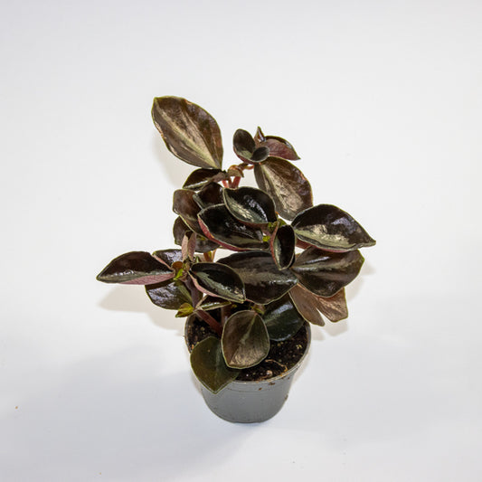 Peperomia columbiana Ø6cm H10cm