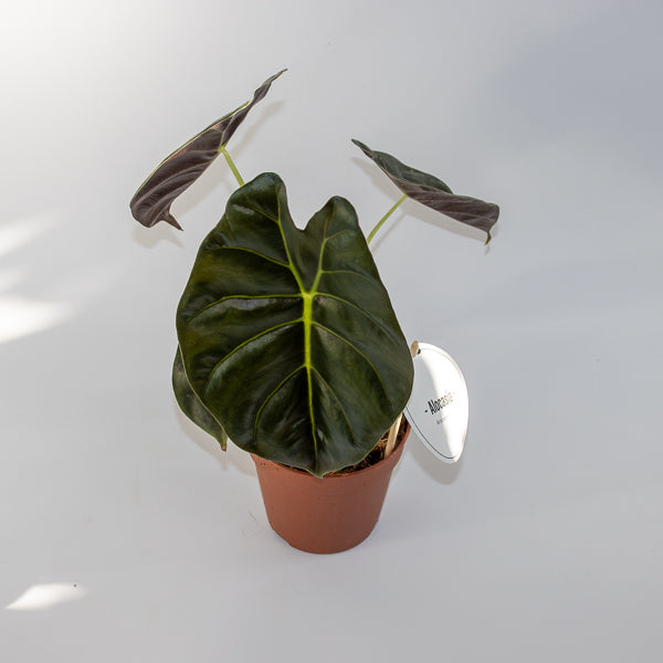 Alocasia 'Golden Bone'