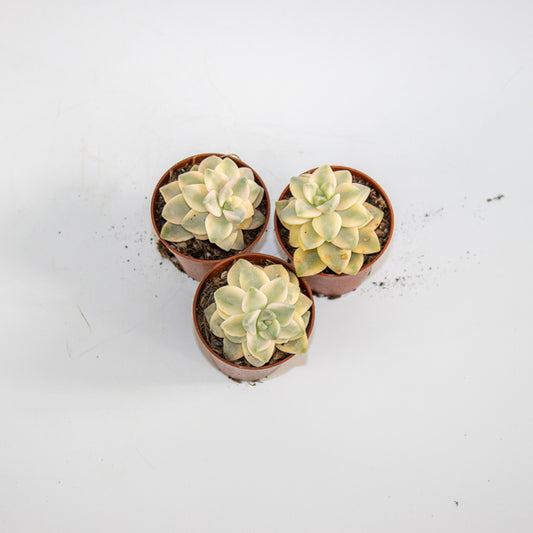 x Graptoveria Titubans Variegata Ø5.5cm H8cm