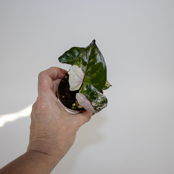 Alocasia Serendipity Variegata Ø7cm H10cm