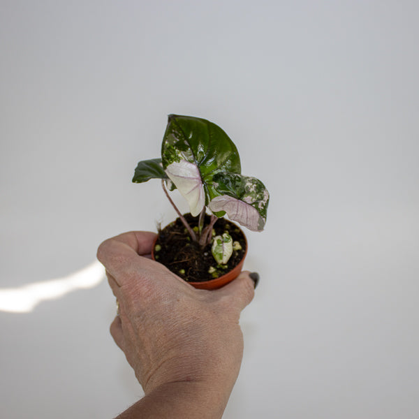 Alocasia Serendipity Variegata Ø7cm H10cm