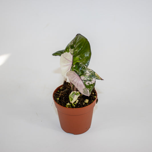 Alocasia Serendipity Variegata Ø7cm H10cm