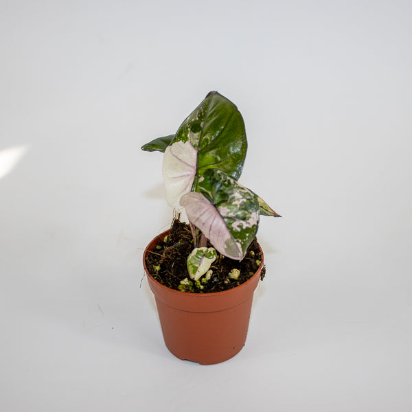 Alocasia 'Serendipity Variegata'