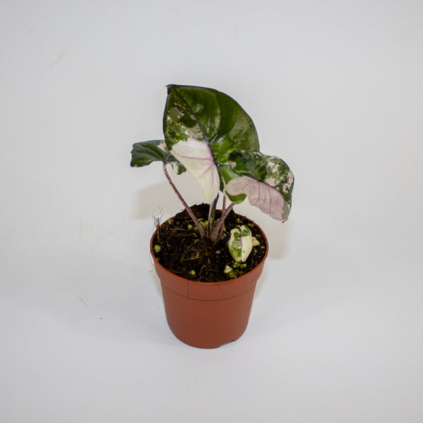Alocasia Serendipity Variegata Ø7cm H10cm