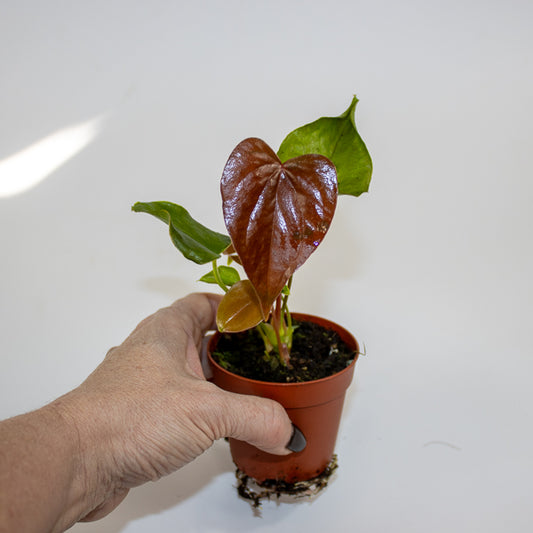Anthurium Red Beauty Ø7cm H15cm