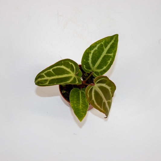 Anthurium Snow Queen Ø7cm H10cm