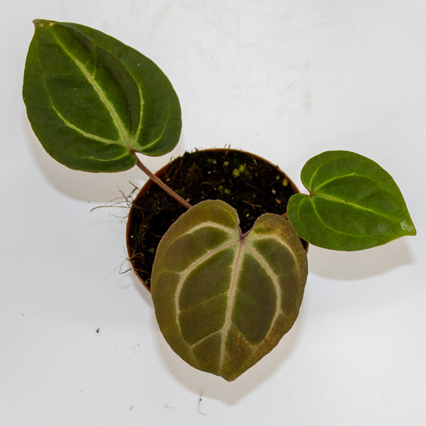 Anthurium aff. besseae × ('Zara' × 'Michelle')