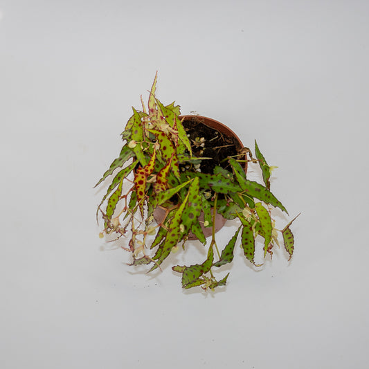 Begonia amphioxus Ø10.5cm H20cm