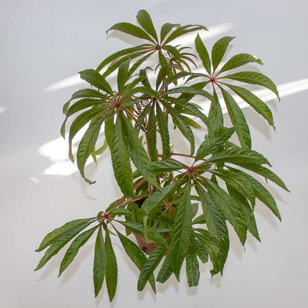 Begonia luxurians