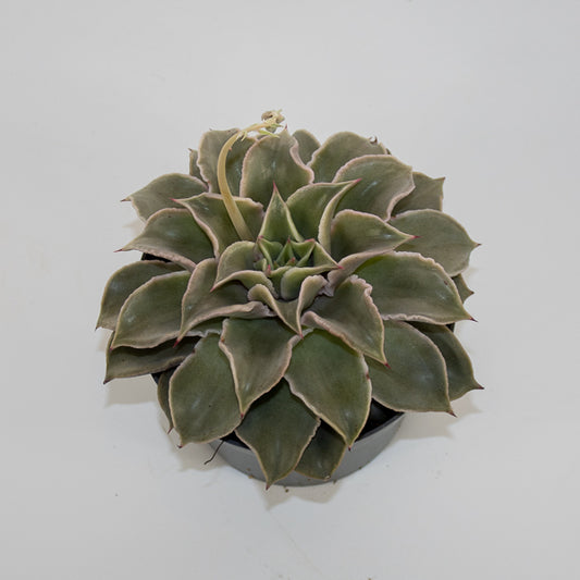 Echeveria Maradiba Ø13cm H16cm