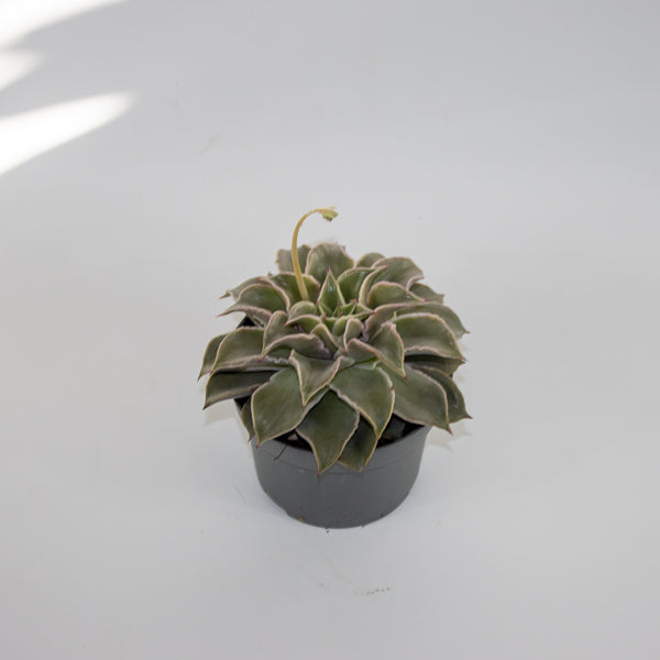 Echeveria Maradiba Ø13cm H16cm