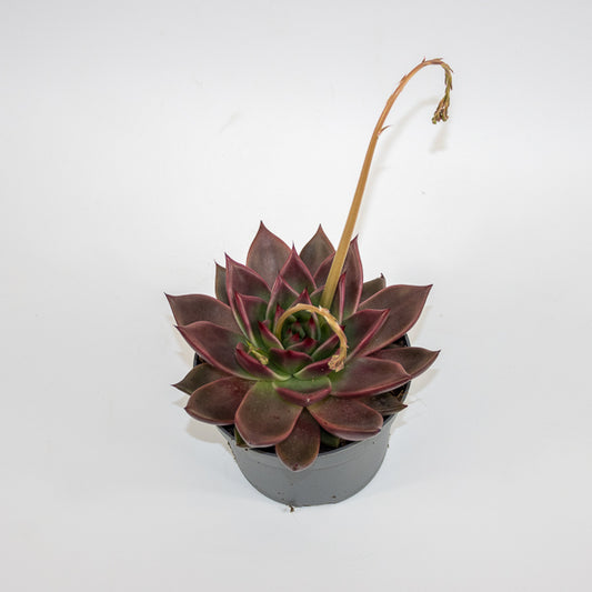 Echeveria agavoides Antares Ø13cm H15cm