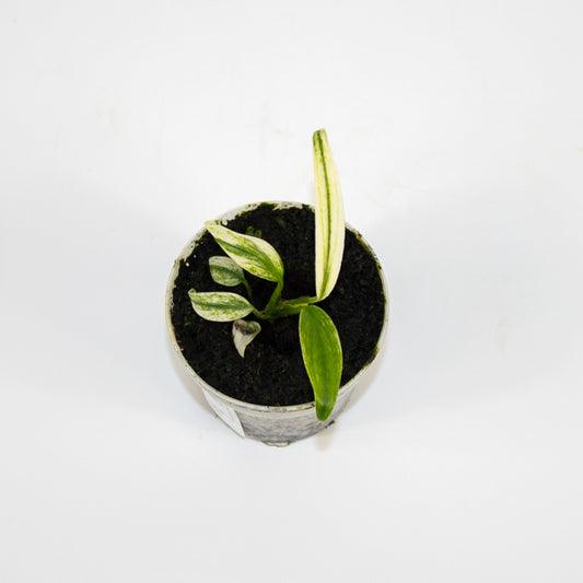 Epipremnum amplissimum Variegata Ø7cm H11cm
