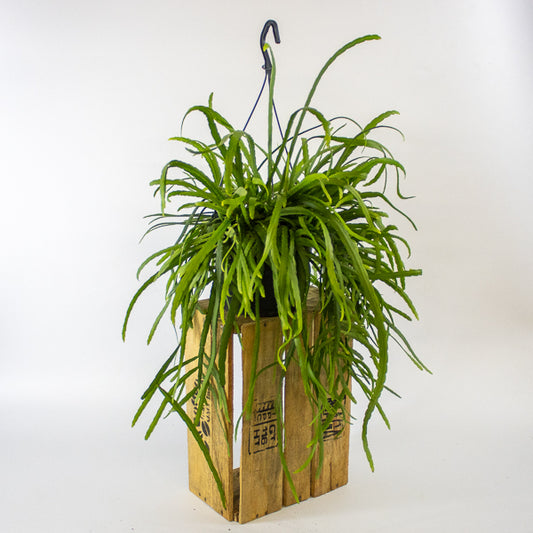 Lepismium Bolivianum 17cm H25cm