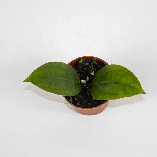Hoya Tequila Sunrise Ø7cm H5cm