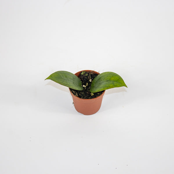 Hoya Tequila Sunrise Ø7cm H5cm