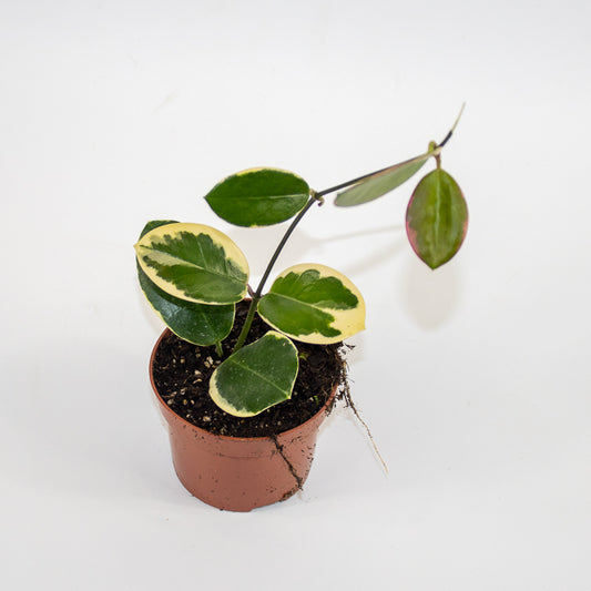 Hoya australis Blondie Ø10.5cm H15cm