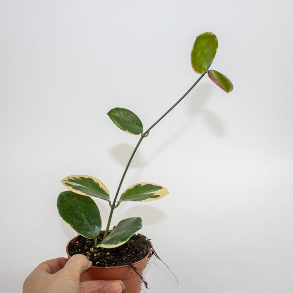 Hoya australis Blondie Ø10.5cm H15cm