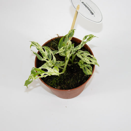 Monstera Frozen Freckles Ø12cm H25cm