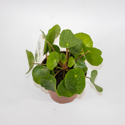 Pilea peperomioides Ø13cm H20cm