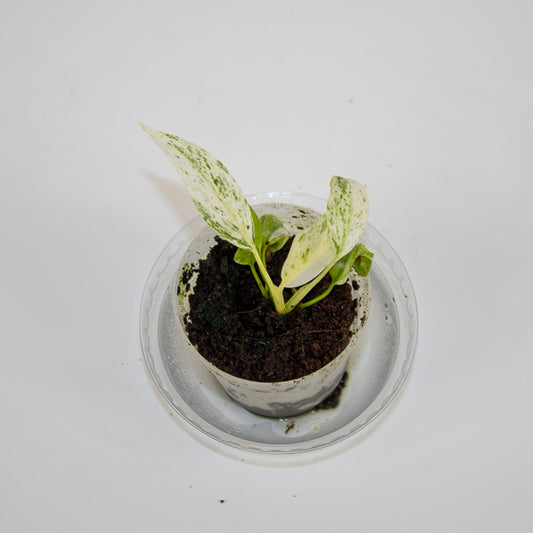 Rhaphidophora foraminifera Variegata Ø7cm H12cm