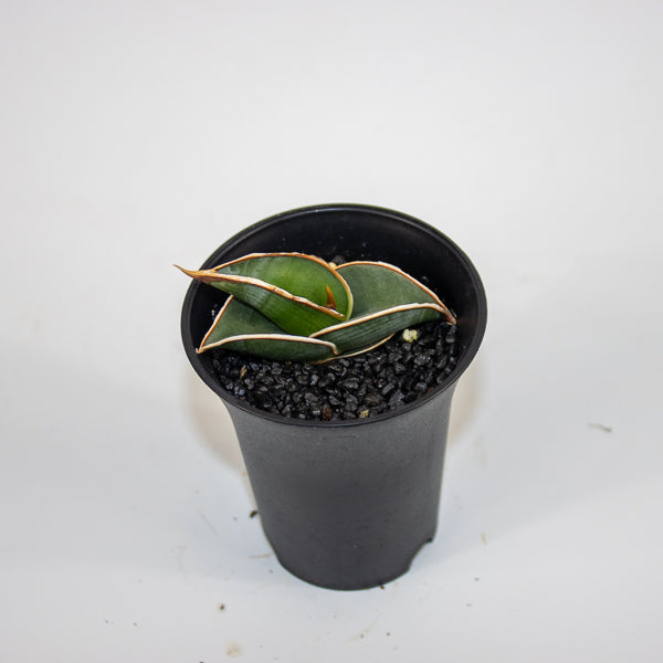 Sansevieria Almond Silver Sweet Ø10cm H15cm