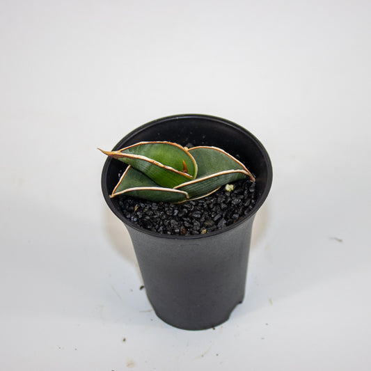 Sansevieria Almond Silver Sweet Ø10cm H15cm