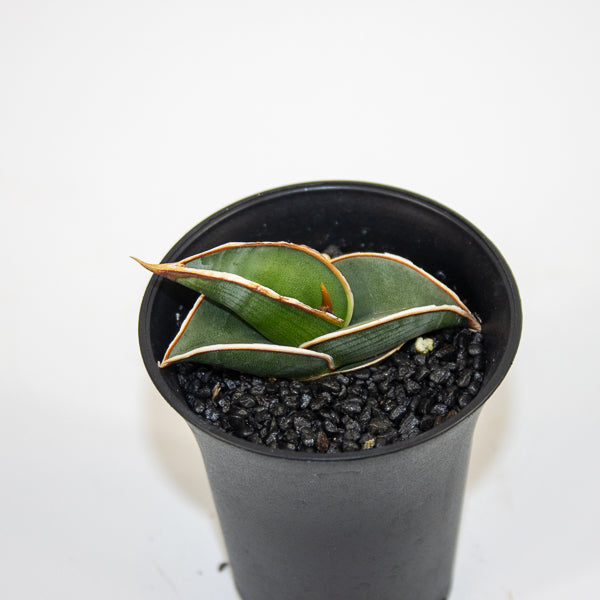 Sansevieria Almond Silver Sweet Ø10cm H15cm