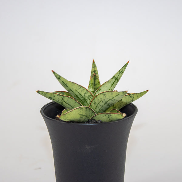 Sansevieria Comet Canoe No. 3 Ø10cm H15cm
