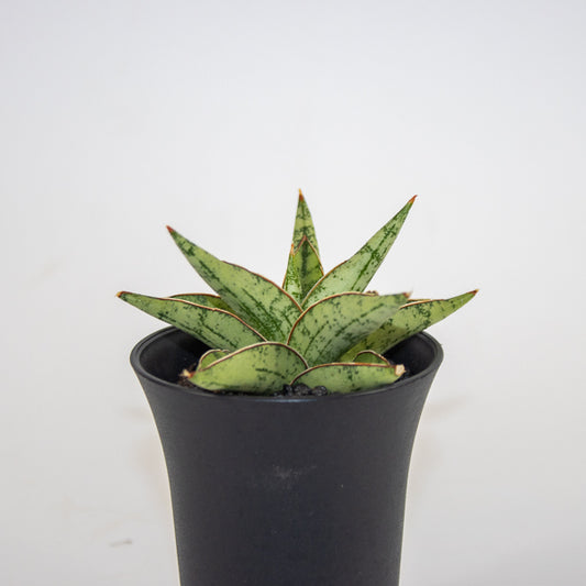 Sansevieria Comet Canoe No. 3 Ø10cm H15cm