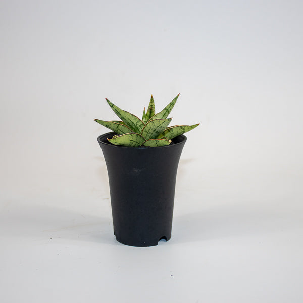 Sansevieria Comet Canoe No. 3 Ø10cm H15cm