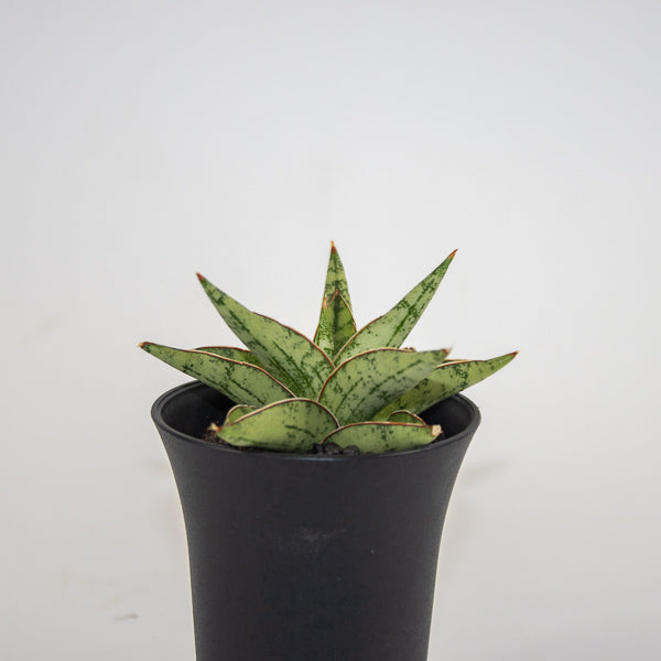 Sansevieria Comet Canoe No. 3 Ø10cm H15cm