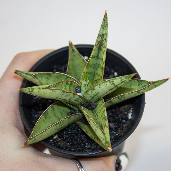 Sansevieria Comet Canoe No. 3 Ø10cm H15cm