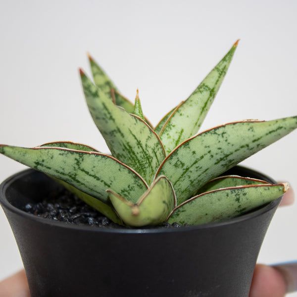 Sansevieria Comet Canoe No. 3 Ø10cm H15cm