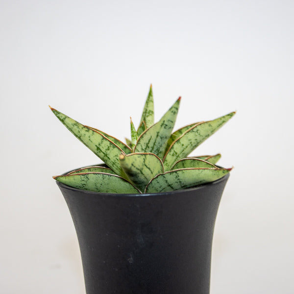 Sansevieria Comet Canoe No. 3 Ø10cm H15cm