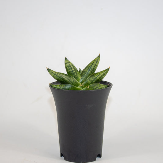 Sansevieria Inti Mini No.1 Ø10cm H15cm