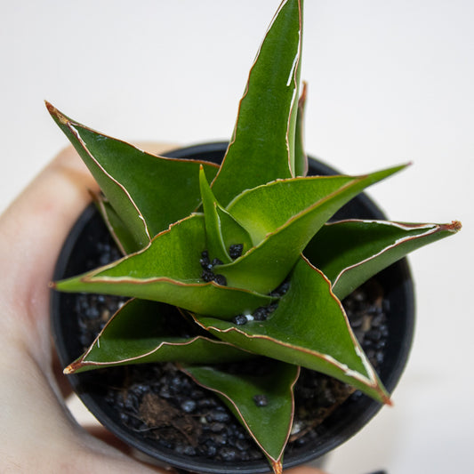 Sansevieria Comet Mini Amazon No. 1 Ø10cm H15cm