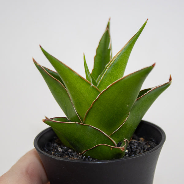 Sansevieria Comet Mini Amazon No. 1 Ø10cm H15cm