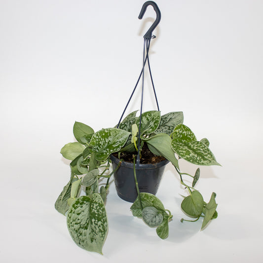 Scindapsus pictus 'Silvery Ann' Ø14cm H45cm