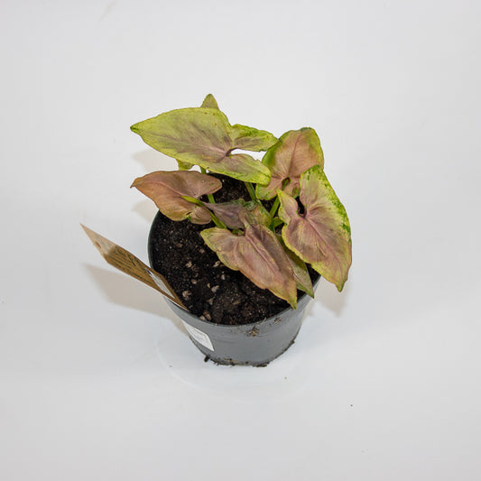 Syngonium Mickey M Ø12cm H18cm