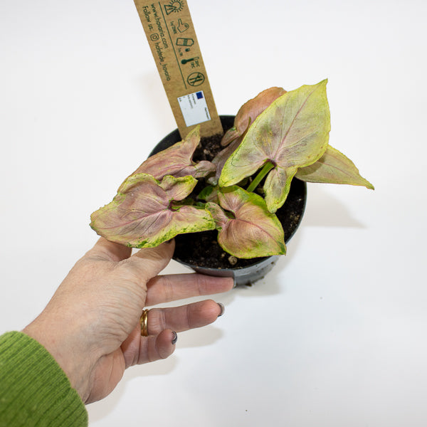 Syngonium Mickey M Ø12cm H18cm