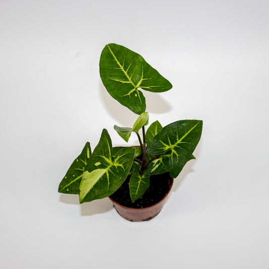Syngonium Panda Ø10.5cm H15cm