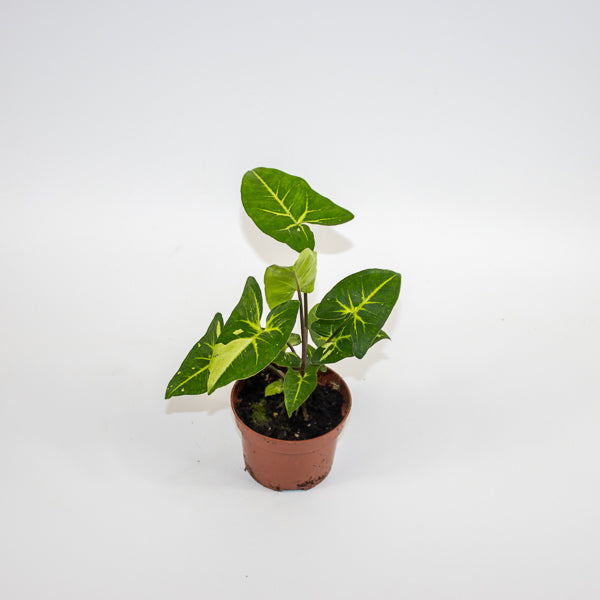 Syngonium Panda Ø10.5cm H15cm