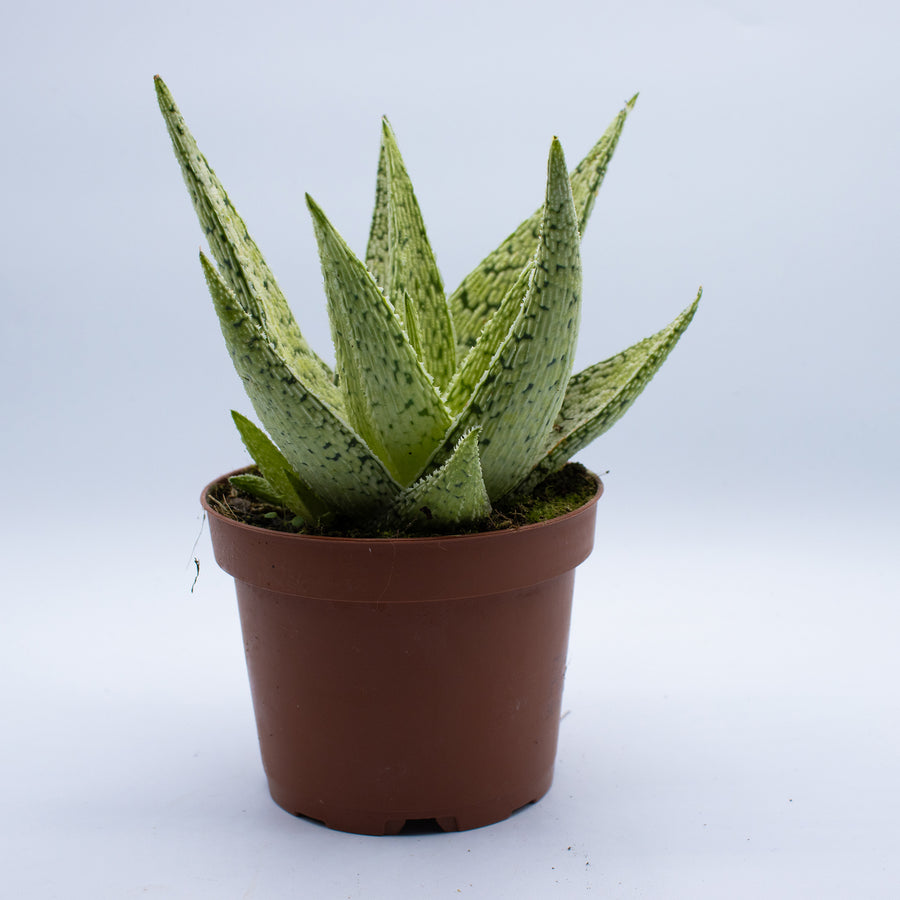 Aloe 'Desert Diamond'