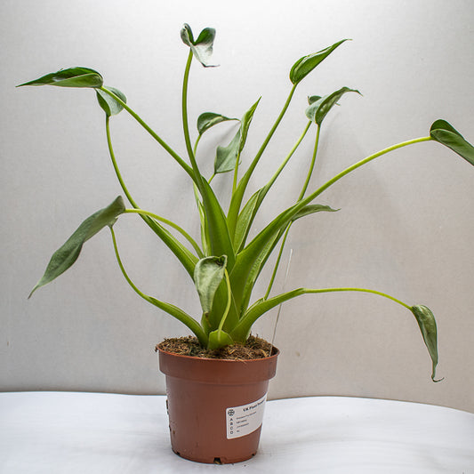 Alocasia Tiny Dancers