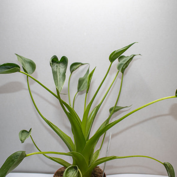 Alocasia Tiny Dancers