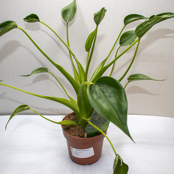Alocasia Tiny Dancers