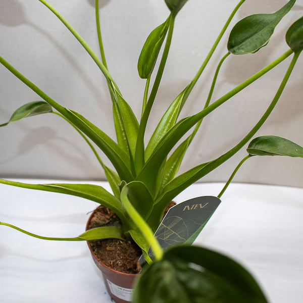 Alocasia Tiny Dancers