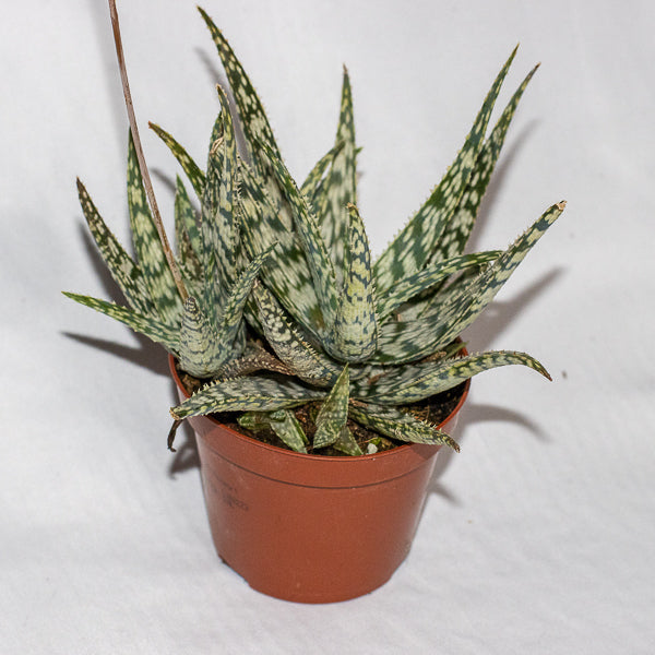 Aloe 'Snowflake'